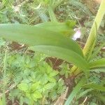 Hippeastrum puniceum Fuelha