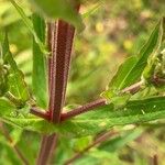 Lythrum salicaria Leaf