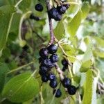 Rhamnus cathartica Плод