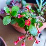 Kalanchoe manginii Лист