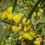 Acacia confusa Flor