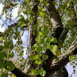 Cercidiphyllum japonicum Habit