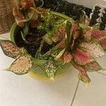 Aglaonema commutatumLeaf