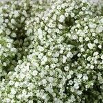 Gypsophila paniculataLeaf