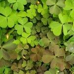 Oxalis corniculataЛіст