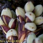 Carex bicolor Fruit