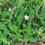 Ipomoea mombassana Habit