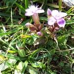 Gentianella campestrisFlower