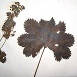 Alchemilla demissa