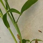 Digitaria ciliaris পাতা