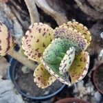 Kalanchoe marmorata Foglia