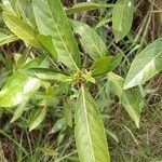 Alibertia edulis Leaf