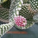 Opuntia microdasys পাতা