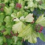 Physocarpus opulifolius برگ