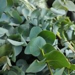 Eucalyptus gunnii Folha