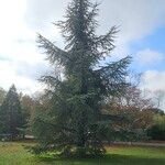 Cedrus atlantica Natur