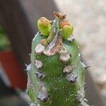 Euphorbia neriifolia Hoja