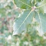 Quercus coccifera Leaf