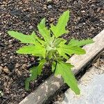 Chenopodium ficifolium Lehti