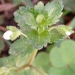 Veronica agrestis Leaf