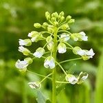 Thlaspi arvense Flower