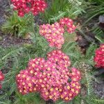 Achillea distans Цвят