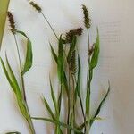 Setaria verticillataᱵᱟᱦᱟ