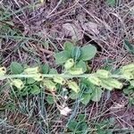 Reseda lutea Fruit