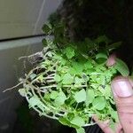 Parietaria floridana Hoja
