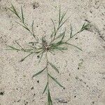 Panicum miliaceum Hábito