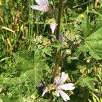 Malva nicaeensis Frunză