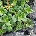 Chaenorhinum origanifolium Blad