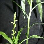 Peristylus minimiflorus Flower