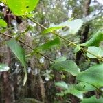 Phyllanthus chamaecerasus Blatt