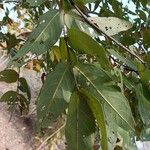 Lagerstroemia parviflora Folio