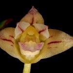 Dendrobium pectinatum Cvet