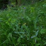Cerinthe glabra Hábito