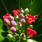 Canella winterana Fruit