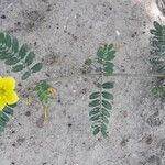 Tribulus cistoides Агульны выгляд