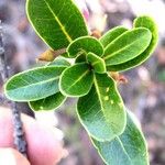 Pichonia deplanchei Leaf