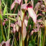 Serapias lingua Flower