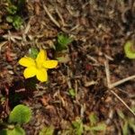 Hypericum humifusumFlower