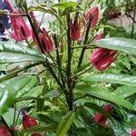 Pavonia multiflora Blüte