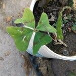 Oxalis tetraphylla Blad