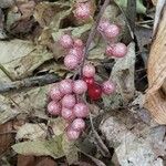 Maianthemum racemosum Ffrwyth