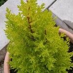 Cupressus macrocarpa 叶