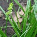 Carex sparganioides Plod