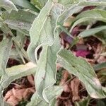 Lepidium draba Leaf