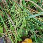 Equisetum telmateia Leaf