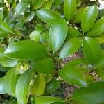 Cleyera japonica Folha